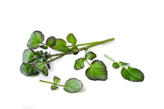 Picture of VATTENKRASSE RÖD FI 40G