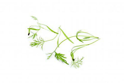 Picture of DILL KRASSE FI 15G