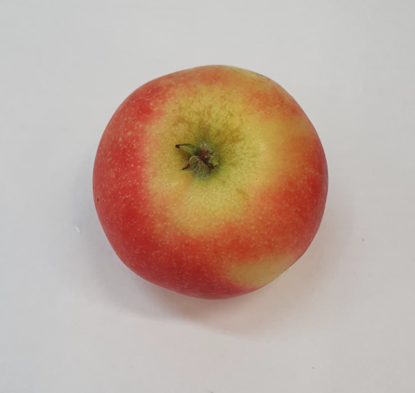 Picture of ÄPPLE DISCOVERY SE 11KG