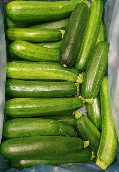 Picture of ZUCCHINI GRÖN SE 5KG