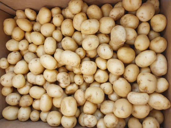 Picture of POTATIS KULOR KRAV SE 10KG