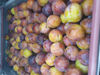 Picture of PLOMMON OPAL SE 7KG