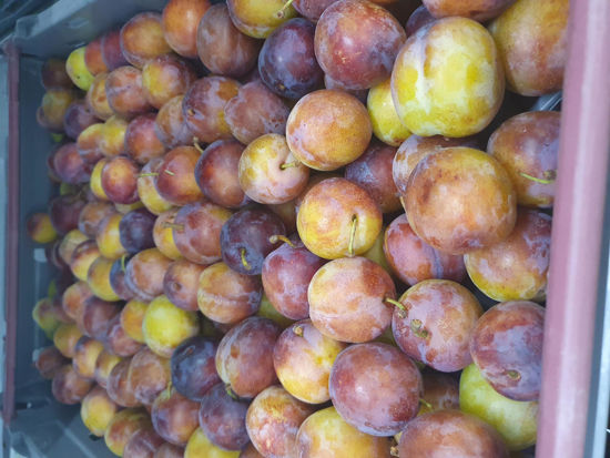 Picture of PLOMMON OPAL SE 7KG