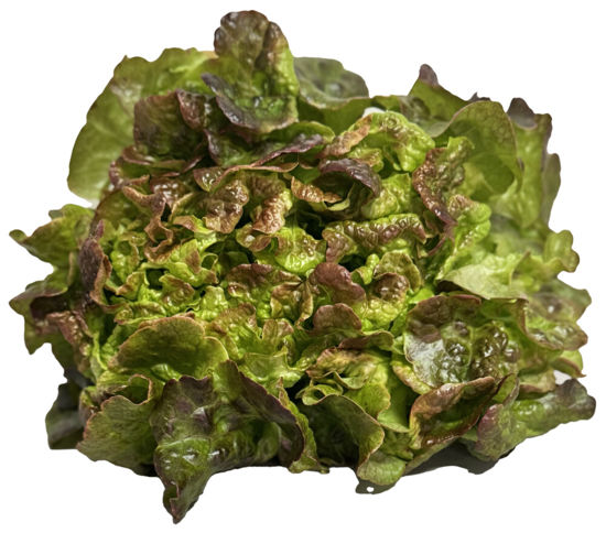 Picture of SALLAD EKBLAD RÖD SE 8ST