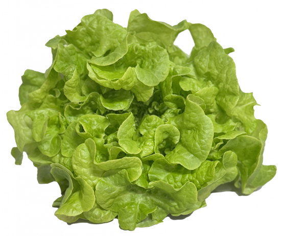 Picture of SALLAD EKBLAD GRÖN SE 8ST