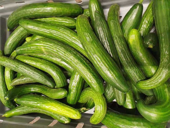 Picture of GURKA KLASS 2 SE 10KG